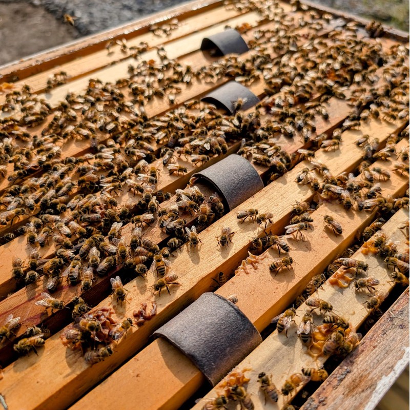 Varroxsan Oxalic Acid Strips - Varroa Mite Treatment for Beehives