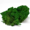Eurofoto Iceland Moss Preserved – Real Natural Moss for Crafts
