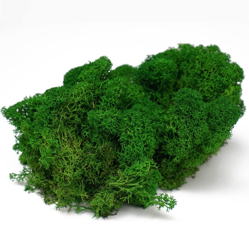 Eurofoto Iceland Moss Preserved – Real Natural Moss for Crafts