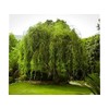 Golden Curls Corkscrew Weeping Willow - Live Plant - Trade