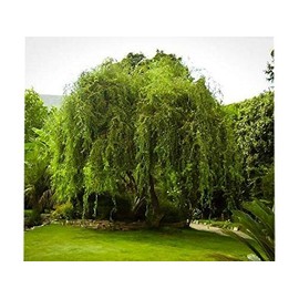 Golden Curls Corkscrew Weeping Willow - Live Plant - Trade Gallon Pot