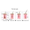 Professional Cosmetics Placentinol Hair Loss Prevention Lotion Hair Growth Treatment