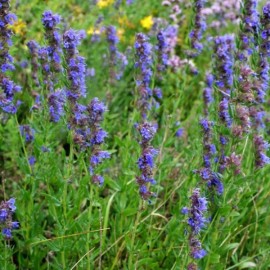 Southeast Seeds Hyssop Seeds, Bees & Butterflies, Blue-Violet, Variety Sizes, FREE SHIP - 200k Seeds or 1/4 LB