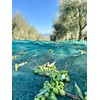 Quinta Luna Italian Extra Virgin Olive Oil - Umbria -