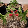 EUDUQ Pack of 120 plant benders, 90 degree plant training
