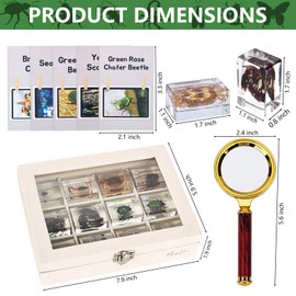 MegaBox 12 Pcs Insect in Resin Specimen Bugs Discovery Collection Paperweights, Scientific Educational Insects with Information Cards