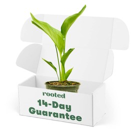 Rooted White Bird of Paradise, Strelitzia Nicolai, Live Indoor, Home Decor, Easy to Grow, Easy to Care, Outdoor Garden and Low Maintenance Houseplant, 6 inch Pot