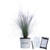 Pink Muhly Grass - 3 Gallon - Includes Planting Kit