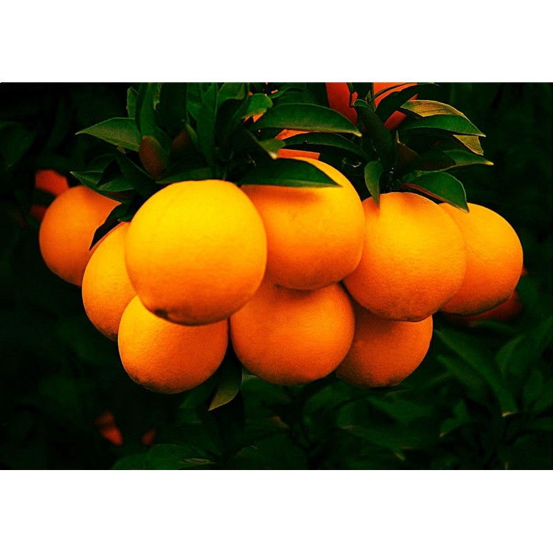 40 Pcs Orange Seeds Planting for Outdoor Indoor