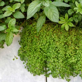Eden Brothers Mint Seeds - Corsican Mini Mint