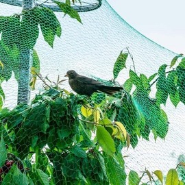 Bird Netting for Crop Protection (2x10M) - Sparrow & Pigeon Deterrent Bird Net 2x10m 2ea