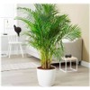 Seeds Parlor Palm Neanthe Bella Palm Chamaedorea Rare Perennial Tree