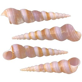 Set of 12 Purple Turritella Turretella (Screw Shells) 2-3" Beach Crafts Nautical Home Coastal Cottage Decor