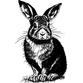 'Brown Hare Rabbit' Rubber Stamp - Unmounted Design for Crafting & Scrapbooking, A8 (RS00050634)