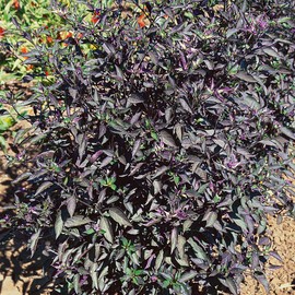 Royal Black Ornamental Hot Pepper Seeds - 0.25 Oz ~1250 Seeds - Non-GMO - Vegetable Garden - Capsicum annuum