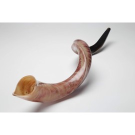 New Shofarot Israel Kosher Yemenite Kudo kudu Shofar Size 27"-29" full Polish With Free Olive shofar Bag
