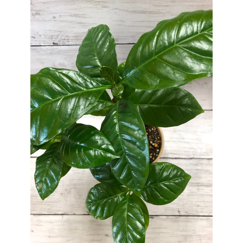 coffee tree cultivation kit