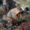 titihuirie 3PCS Groundhog Figurine Groundhog Sculpture Groundhog Model Animal Model