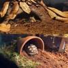 BNOSDM Reptile Soil Substrate Fluffy Small-Strand Reptile Substrate and Snake