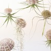 5 Pack Mini Sea Urchin Shell Hanging Pot-Air Plant Holder