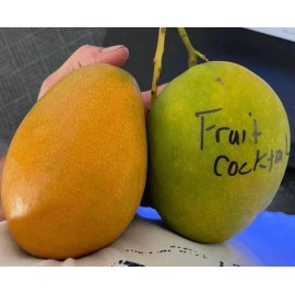Tree Fruit Cocktail Mango Grafted Tree 2-4 Ft Tall. Ship To All States