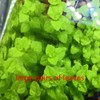 5 Bags Aquarium Plant S.e.e.ds, not Artificial Plastic Plant, Fish
