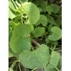 Pennywort 15 PCs Live Plant Bare Root Gotu Kola Ready