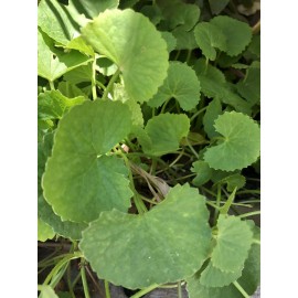 Pennywort 15 PCs Live Plant Bare Root Gotu Kola Ready To Plant