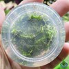 Rotala Rotundifolia HRA Live Aquatic Plant in Tissue Culture Cup