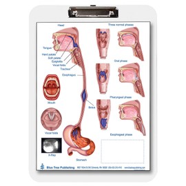 Swallowing and Larynx/Voice Clipboard two sided Chart and Dry Erasable