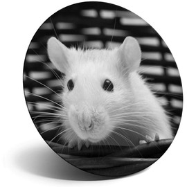 Destination Vinyl ltd Magnet for Refrigerator, Fridge BW - Cute Adorable White Mouse Animals Pets for Office, Cabinet and Whiteboard, Magnetic Stickers, 41363