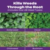 Scotts Turf Builder Bonus S Southern Weed & FeedF2 -