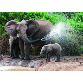 Animal Postcard Set 'ELEPHANTS' (Set of 6 cards) – Ideal for school, Collectors and Postcrossing