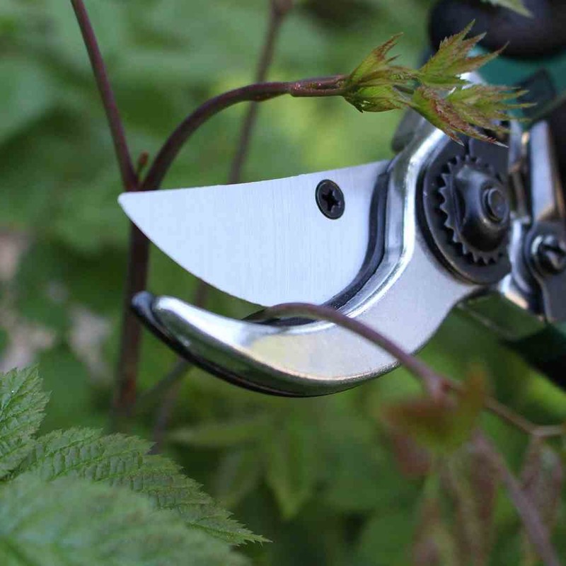 Siena Garden 560866 Garden & Rose Shears, Flower Shears, Green