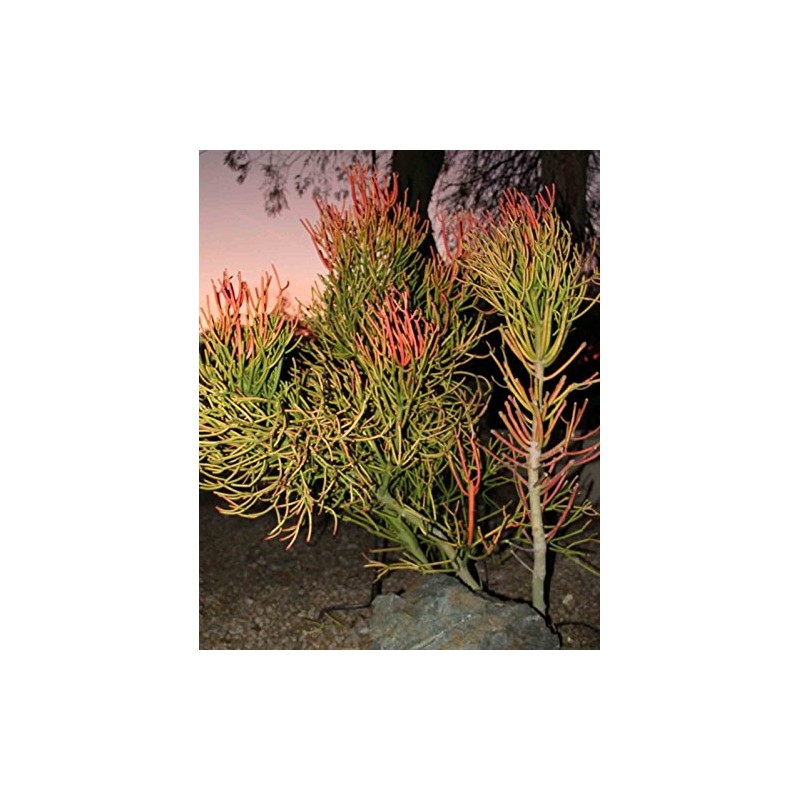 9 cuttings Pencil Cactus Euphorbia Tirucalli Sticks on Fire Succulent