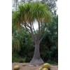 Beaucarnea Recurvata 'Ponytail Palm' - 20 Seeds - Unique Indoor/Outdoor