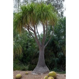 Beaucarnea Recurvata 'Ponytail Palm' - 20 Seeds - Unique Indoor/Outdoor Plant
