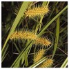 Everwilde Farms - 400 Sallow Sedge Native Grass Seeds -