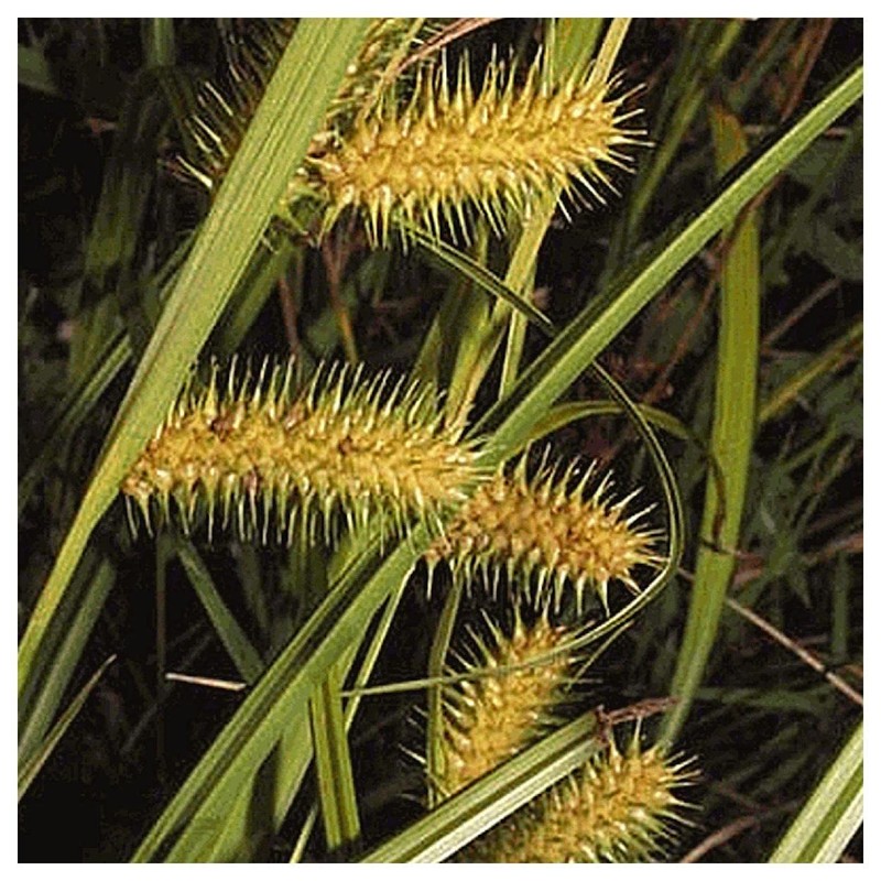 Everwilde Farms - 400 Sallow Sedge Native Grass Seeds -