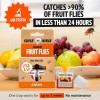 Super Ninja Fruit Fly Traps for Indoors - 1 Pack,