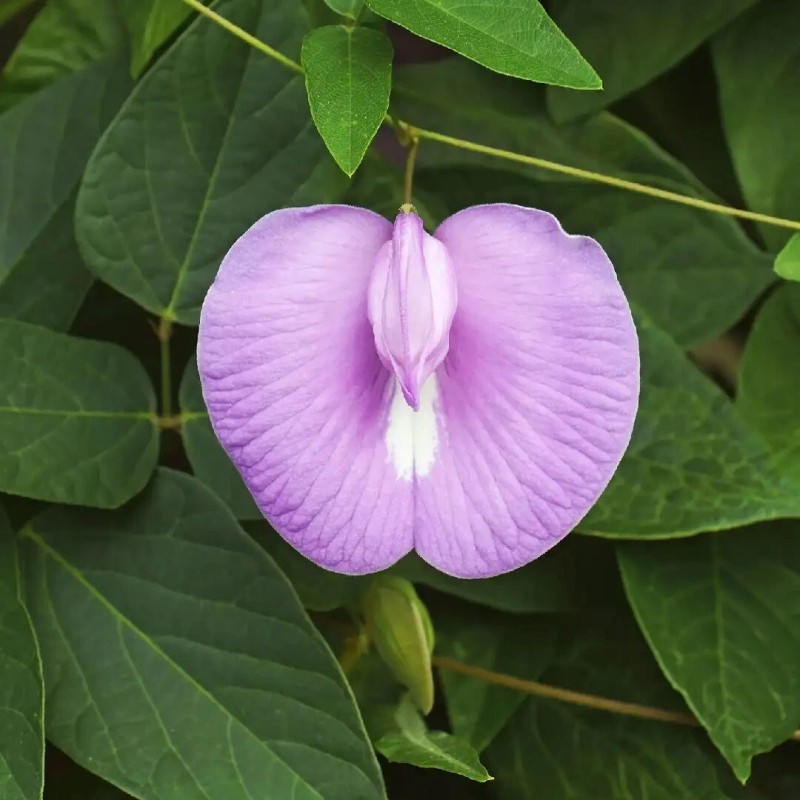 Buy Rare Seeds Clitoria ternatea Single Pink | Butterfly Pea