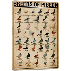 PAIION Breeds of Pigeon Metal Signs Pigeon Education Encyclopedia Knowledge Posters Wall Decor Farm Decor Home Decor Vintage Printinges 8x12 Inch