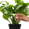 Jobe's Plant Food Fertilizer Spikes, Easy Plant Care for All