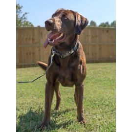 Country Brook Petz - HossFit Jr Wide Deluxe Dog Collar - Camouflage Collection Featuring Rugged Designs (Woodland Camo, Medium)