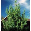 White Pine Eastern White Pine Tree Seedlings /Transplants 18"-24"; lot