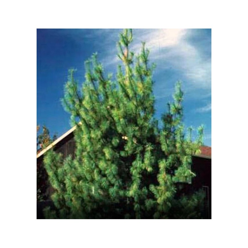 White Pine Eastern White Pine Tree Seedlings /Transplants 18"-24"; lot