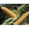 50 Golden Bantam Organic Corn Seeds Heirloom - Non-GMO -