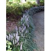 Classy Groundcovers, Lily Turf 'Big Blue', Lilyturf, Border Grass, Monkey