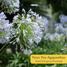6 Peter Pan Agapanthus in 3.5” Nursery Cubes (Agapanthus ‘Peter Pan’) | Dwarf African Lily with Blue Blooms | Ready-to-Plant Live Starter Plants