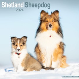 Shetland Sheepdog Calendar 2024 | Square Dog Breed Wall Calendar - 16 Month